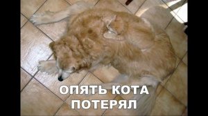 Приколы с котами - СМЕШНАЯ ОЗВУЧКА ЖИВОТНЫХ – УГАР ДО СЛЁЗ кот МУРЗИК – DOMI SHOW