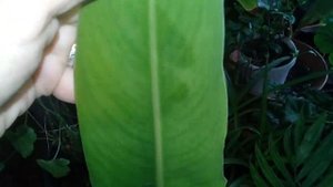 ?Мои комнатные цветы.?Обзор всех моих комнатных цветов на даче.?Март 2020 г.?