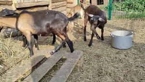 Возможно ли совмещать работу и хозяйство (козы)? Козлятки , веселые ребятки!