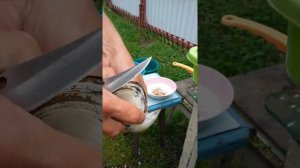 Как почистить песчанку(ракушку)