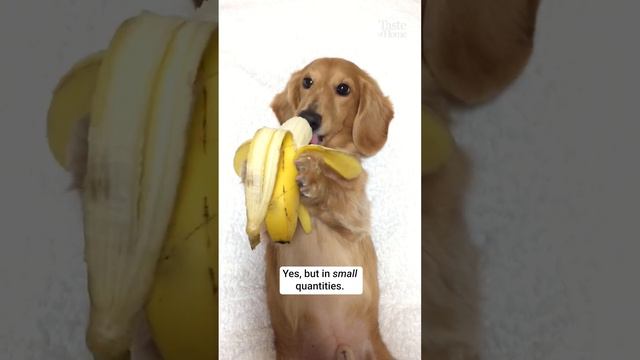 Adorably Hungry Dachshund Puppy Munches on Banana