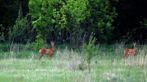 Голос (крик) косули...