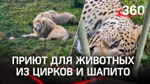 Земля прайда - место где львы не станут коврами