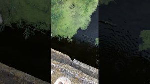 Щука. Рыбалка с рогаткой. Рыбалка