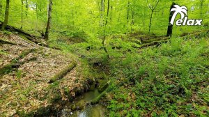 Relaxing Nature Sounds in the Spring Forest - Water Splash and Birds Singing