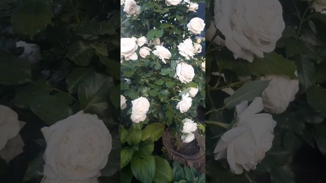 Пале Рояль смотреть онлайн