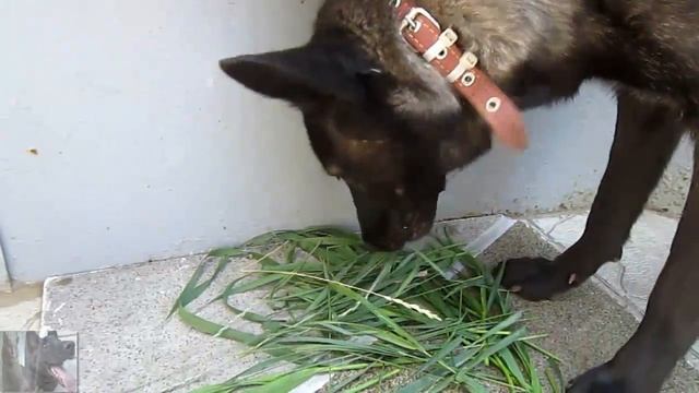 Почему собака ест траву? смотреть онлайн