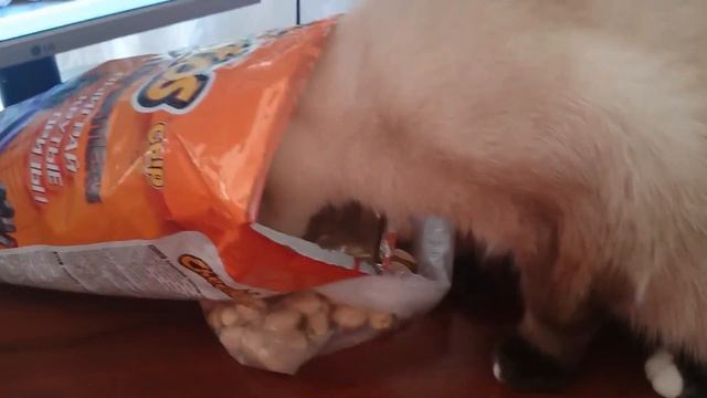 Кошка ест чипсы смотреть онлайн