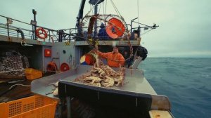 Краб камчатский - На промысле в Охотском море. Тизер 1