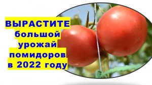 Вырастите большой урожай помидоров в 2022 году