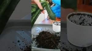 Сансевиерия потеряла тургор. Проблемы с корнями.