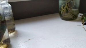 Размножение монстеры. Какой черенок лучше?