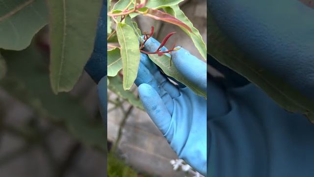 Мои эвкалипты. 20 сентября 2022 г. #эвкалипт #eucalyptus