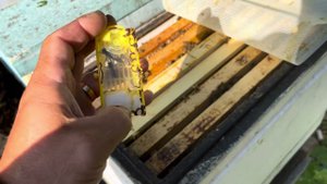 Вариант подсадки плодных маток