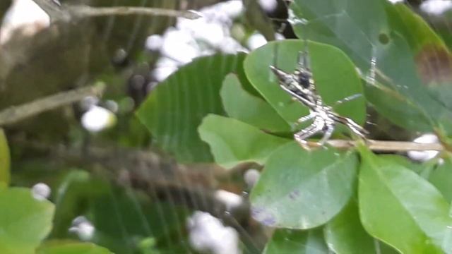 САМЫЙ МИЛЫЙ ПАУК -ДЕЙСТВИТЕЛЬНО МАЛЕНЬКИЙ ПАУК -МИЛЫЙ ПАУК -МАЛЕНЬКИЙ ПАУК -КРАСИВЫЙ МАЛЕНЬКИЙ ПАУК смотреть онлайн
