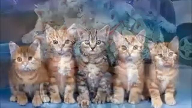 Смешные картинки про животных под музыкупесню