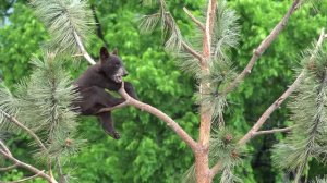 01. ФУТАЖ. Медведь на дереве (Bear on a tree) 4K