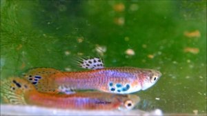 Pink & Emerald Spots Endler - My new Endler strain ᴴᴰ