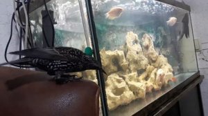 Ручной скворец Рома и аквариум