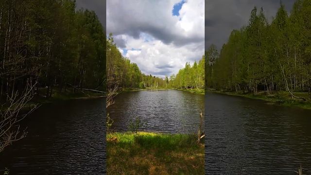 Белавежская пушча, лясная сажалка