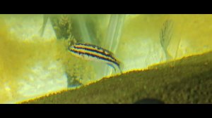 Мелкие мальки