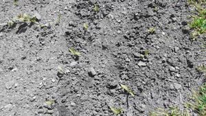 Когда Сажать Кукурузу ?! Посадка Семенами в Открытый Грунт. Выращивание и Уход Ч.2