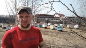 Обработка пчёл от клеща весной дым пушкой Варромор. 15.04.2022 г.  Кыштовка
