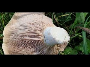 Грузди для засолки.