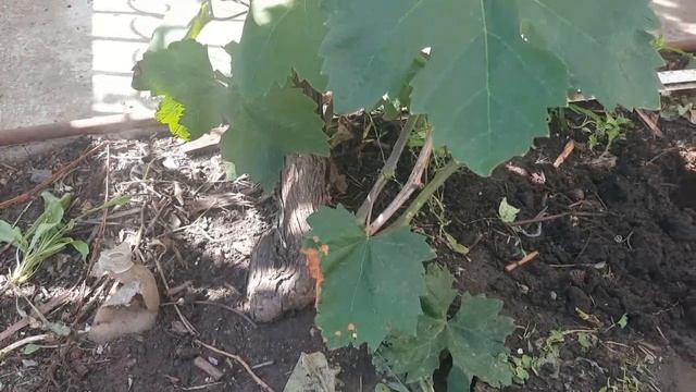 .Аватар,Рататуй,Арарат,Хэллоуин.Прививки винограда-разные вариантыКак нужно полить виноград?! часть