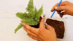 Cotton Candy Fern | Nephrolepis Exaltata | Repotting, soil mix and care Engineers Planter