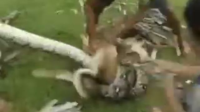 Спасение пса от огромной змеи смотреть онлайн