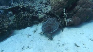 Great Barrier Reef scuba diving Большой Барьерный риф