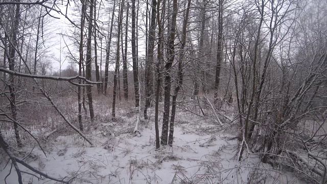 Охота с ГОНЧИМИ собаками на лис. Подранок