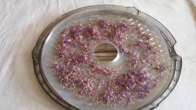 Василек луговой смотреть онлайн