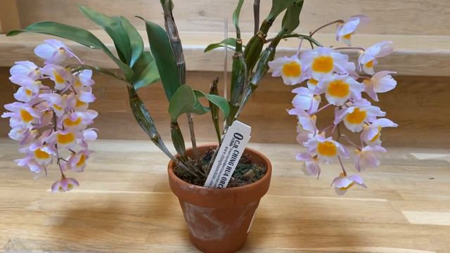 Dendrobium Farmeri pink смотреть онлайн