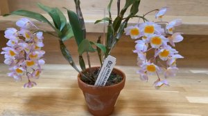 Dendrobium Farmeri pink