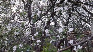 Яблонный цветоед(яблоневый долгоносик) вредитель яблонь и груш. Защита, проффилактическая оброботка