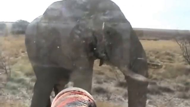Angry elephant