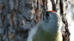 Седой дятел затаился\The gray-haired woodpecker is hiding