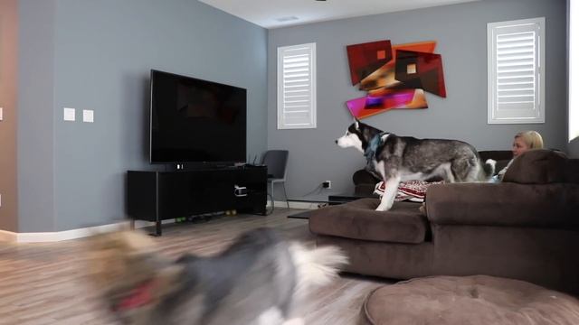 Scary Werewolf Prank On My Huskies! смотреть онлайн