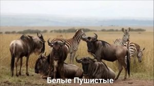 АНТИЛОПА ГНУ/Копытные/Животные/Интересные факты