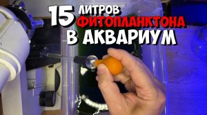 Тетраселмис в морской аквариум