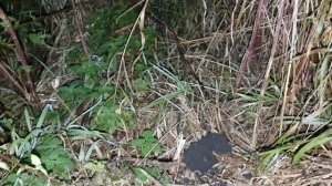 Коп возле реки с Simplex Plus и Минелаб стх-3030, отлично покопали до ночи, много находок, крестики