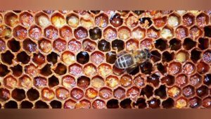 Польза перги для спортсменов