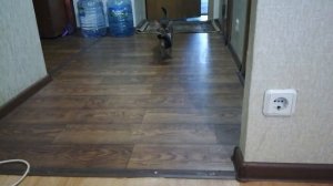 АБИССИНСКАЯ КОШКА ПРИНОСИТ КОТЕНКА КОРМИТЬ