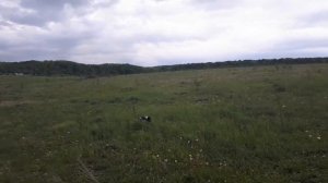 Натаска собаки. Русский охотничий спаниель. Поиск и подача подсадной перепелки