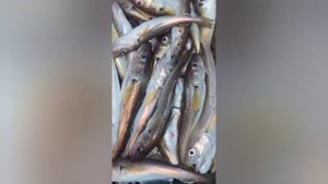 Морская рыбалка. Черноморская треска.