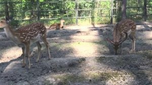 FULL HOTEL VIDEO. Полный видео обзор отеля "В Некотором царстве" в Рязанской области.