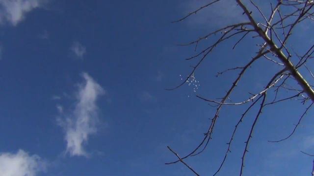 полёт Будапештских высоколётных голубей 08 03 2021г 3 смотреть онлайн