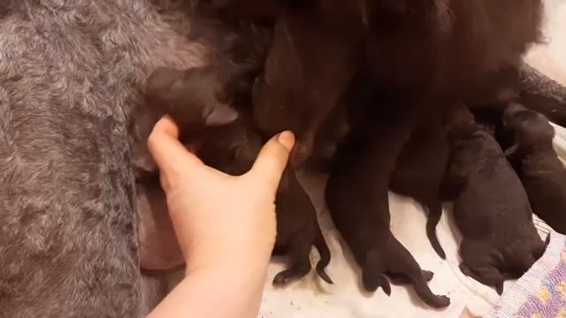 Щенки Большого Королевского пуделя коричневого окраса. Литера -Х- смотреть онлайн